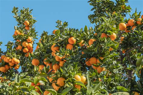 Citrus Farms .